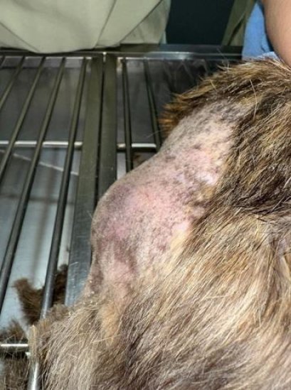 นึกว่าแค่ อึไม่ออก แต่ที่แท้คือ ฝีแตกใกล้ก้น!